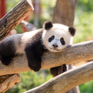 Meng Yuan / geb. am 31. August 2019, Mutter Meng Meng, Vater Jiao Qing